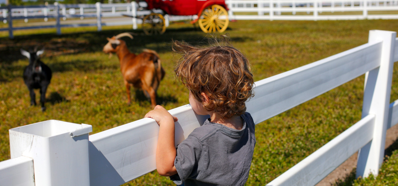 Petting Farm | Westgate River Ranch Resort & Rodeo in ...